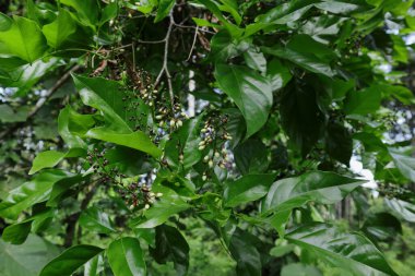Close up of clusters ready to bloom Indian Beech or Pongame Oil tree (Millettia Pinnata) buds with several leaves