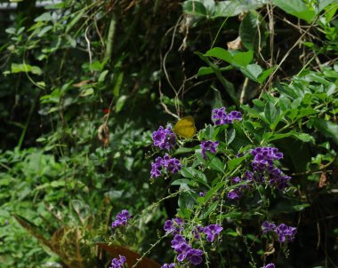 A One spot grass yellow butterfly collecting nectar from a purple color small flowers on a branch