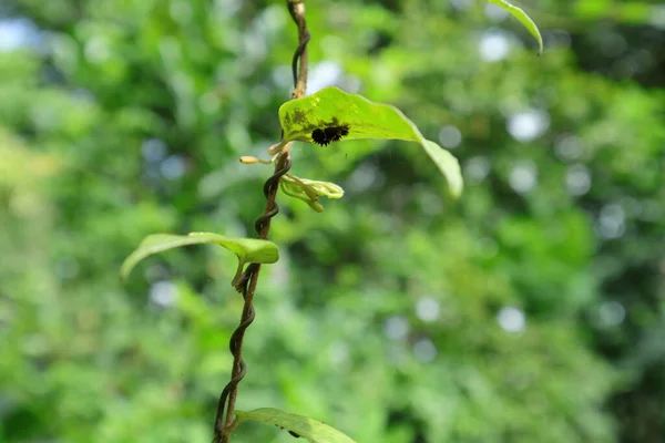 View of an Aristolochia Indica vine with a leaf eating caterpillar, caterpillar is hiding under a vine leaf and belong to common rose butterflies