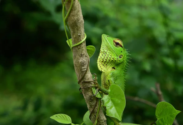 Κοντινό Πλάνο Θυμωμένου Κεφαλιού Πράσινης Σαύρας Δάσους Calotes Calotes Lizard — Φωτογραφία Αρχείου