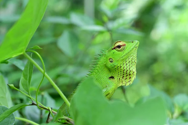 前景の葉を通して怒っている緑のトカゲ Calotes の頭のビュー — ストック写真