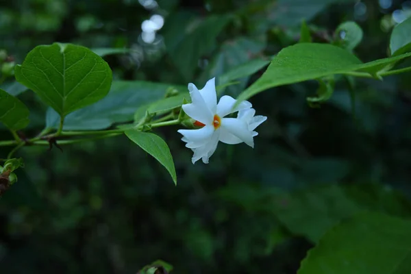 关闭一个夜间开花茉莉花 Nyctanthes Arbor Tristis 与叶子在花园里 — 图库照片