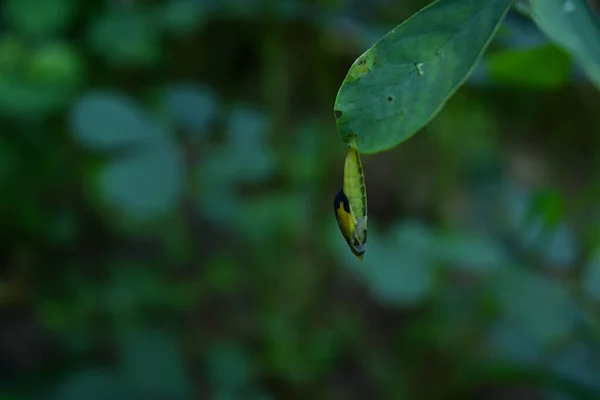 1つのスポット草黄色の蝶の菊が軟化し 透明化され 繭の中に蝶を出現する準備ができて この蝶の繭は鎌セナ カシアトラ 植物の葉の下にぶら下がっています — ストック写真