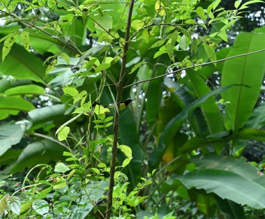 Loten 'in dişi güneş kuşu (Cinnyris Lotenius), bahçedeki beş yapraklı sade ağacın gövdesinde (Vitex Negundo) otururken uzaklara bakar.