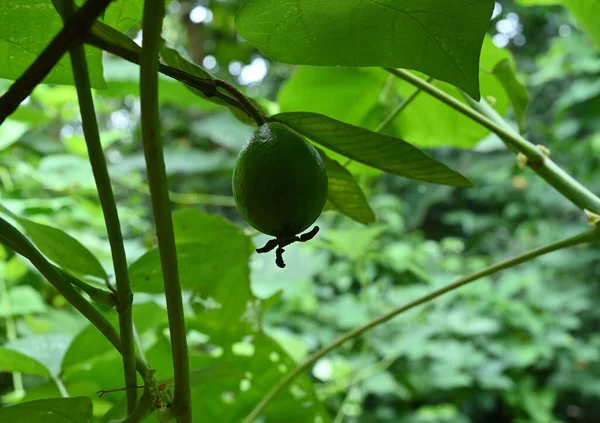 Alacsony Látószögű Kilátás Egy Éretlen Fehér Guava Gyümölcs Lóg Egy — Stock Fotó