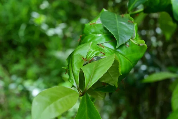 Pocas Hormigas Tejedoras Hormigas Verdes Miran Curiosamente Cámara Mientras Están —  Fotos de Stock