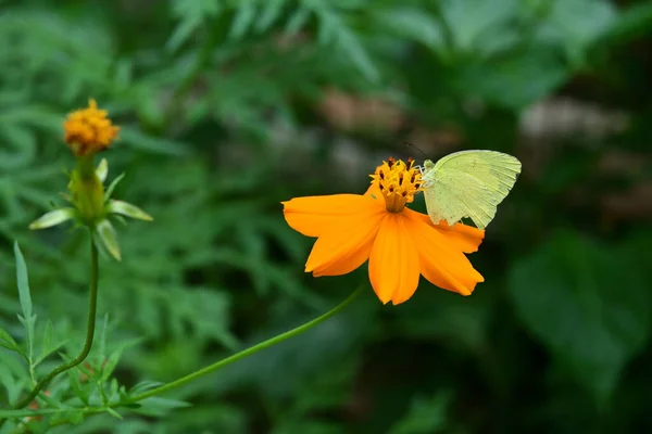 Néctar Coleta Borboleta Amarelo Grama Ponto Alado Quebrado Uma Flor — Fotografia de Stock