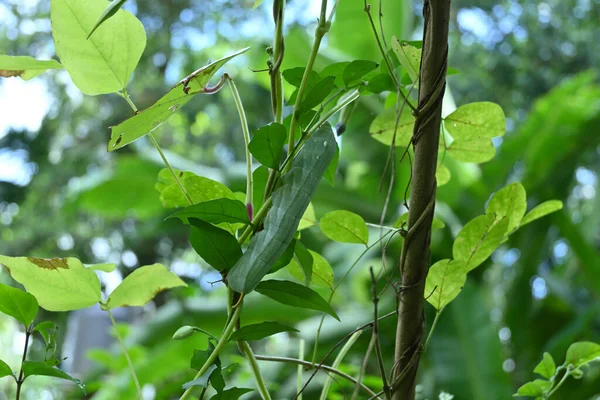 プリヴェットホーク蛾 Sphinx Ligustri に似た尾に角を持つ大きな緑の毛虫が紫色のヤムのつるに座っています — ストック写真