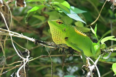 Yaygın bir yeşil orman kertenkelesine (Calotes Calotes) uzamış bir çiğ çöpü ile yakından bakın, kertenkele öfkeyle kameraya bakıyor