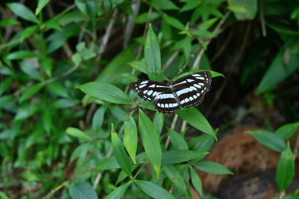 Wspólny Motyl Żeglarz Rozkłada Skrzydła Równolegle Siedząc Dzikim Liściu Odsłaniając — Zdjęcie stockowe