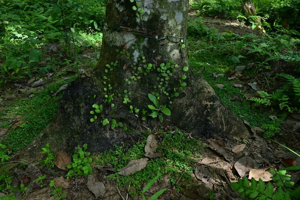 Małe Odmiany Paproci Rosnące Powierzchni Gumowego Pnia Drzewa Pobliżu Ziemi — Zdjęcie stockowe