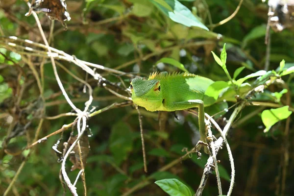 額などの前顔部分のクローズアップ緑の森トカゲ Caltes Calotes — ストック写真