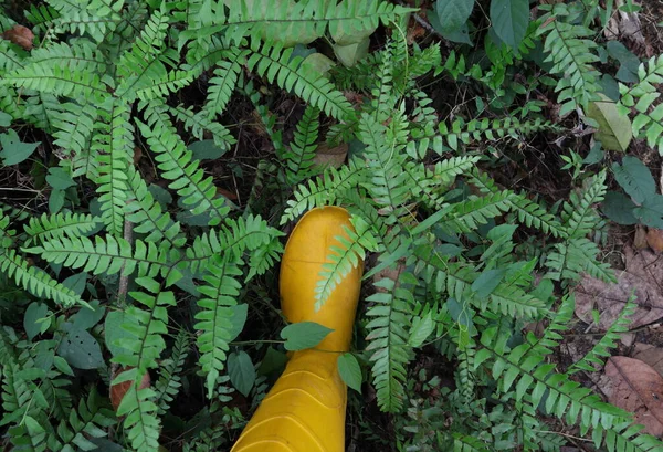 这张照片拍摄的是一只黄胶靴在布满蕨类和野生藤蔓的草地上的高角形照片 照片拍摄的是它在草坪上向前走的样子 — 图库照片