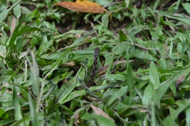 Genç yılanın yükselmiş gövdesinin arkasındaki bu yılan Buff çizgili omurga ya da Aharakukka olarak bilinir ve avını arar.