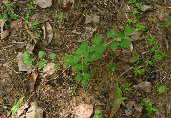 Vista Ángulo Alto Una Hoja Flecha Sida Sida Alnifolia También — Foto de Stock