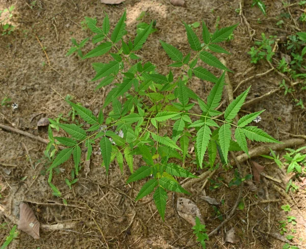 High Angle View Small China Berry Plant Melia Azedarach Sri — Stock Photo, Image