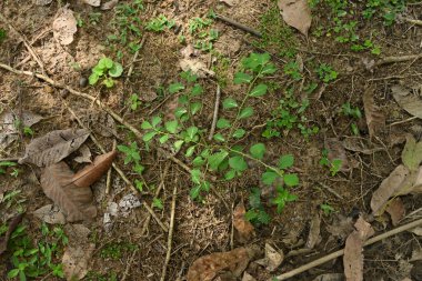 Bir Arrow Leaf Sida veya Heen Babila (Sida Alnifolia) bitkisinin yüksek açılı görüntüsü, bu bitkinin yaprakları bir çeşit bakteri yaprağı hastalığından oluşur.