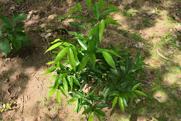 Nahaufnahme Einer Wachsenden Walla Patta Pflanze Gyrinops Walla Einer Kautschukplantage — Stockfoto