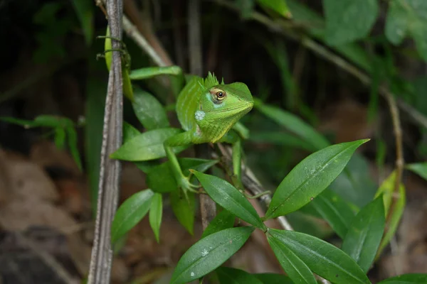这是一只绿色蜥蜴的正面头像 这只蜥蜴被称为Calotes Calotes Calotes的二名 它坐在一个普通的号角藤上 — 图库照片