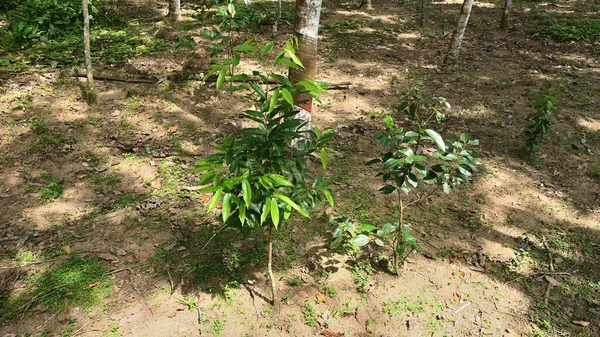 Markutsikt Över Ett Ogräs Bort Gummiplantager Sri Lanka Med Kompletterande — Stockfoto