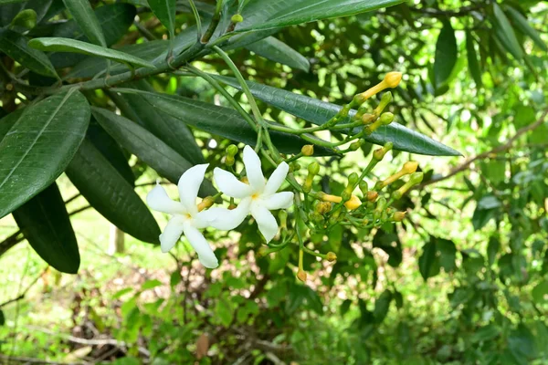 关闭两朵白色的花 有大量的芽 就像夏娃的苹果或Divi Kaduru Tabernaemontana Dichotoma 植物的丛集 — 图库照片