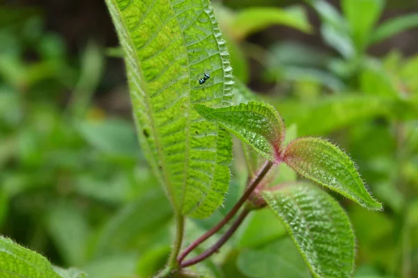 Close Van Enkele Zeepboomblaadjes Met Een Minuscule Blauwe Kleur Springende — Stockfoto