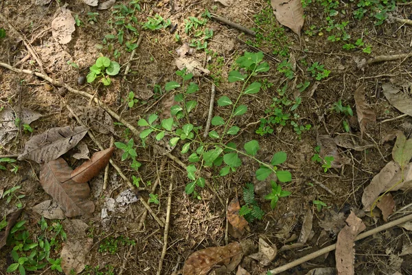 野生区弓形叶Sida或Heen Babila Sida Alnifolia 植物的高角度视图 这种植物的叶子是由某种细菌性叶病组成的 — 图库照片