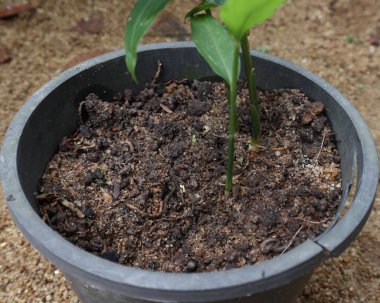 Zencefil bitkisi (Zingiber Officinale) olan siyah plastik bir kapta bulunan daha yüksek bir verimlilik toprağının yakınında. Bu resimde iki kızıl saplı ve topraktan yükselen küçük bir tomurcuk görülüyor.