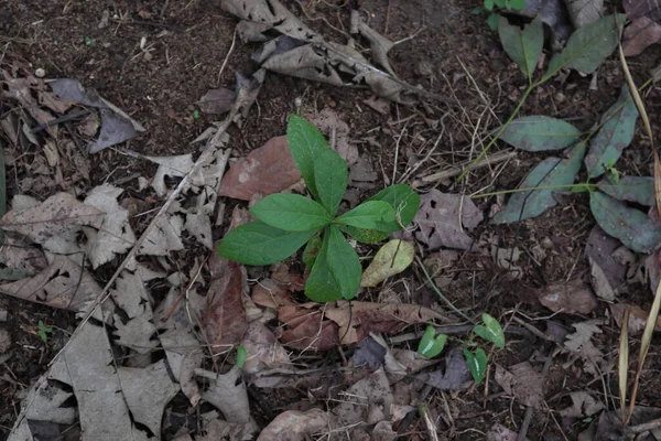 斯里兰卡湿润地区的一个野生地区生长着一种小矮小植物 Tectona Grandis 它的角度很高 — 图库照片