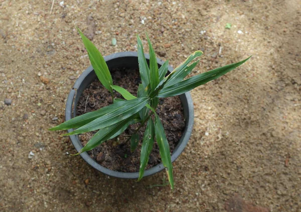 High angle view of a ginger plant (Zingiber Officinale) growing in a black plastic container in the garden