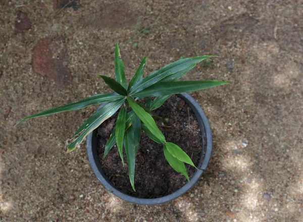 Overhead view of a Ginger plant (Zingiber Officinale) growing in black plastic pot in the home garden