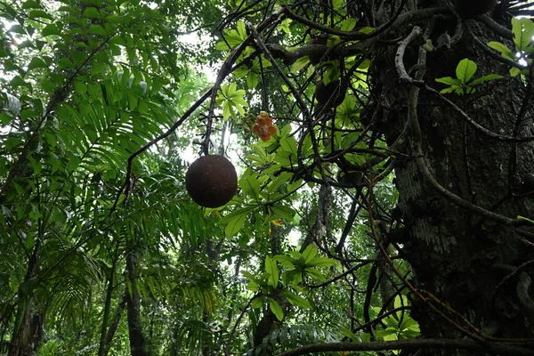 Vista Ángulo Bajo Una Gran Fruta Flor Bala Cañón Colgante — Foto de Stock