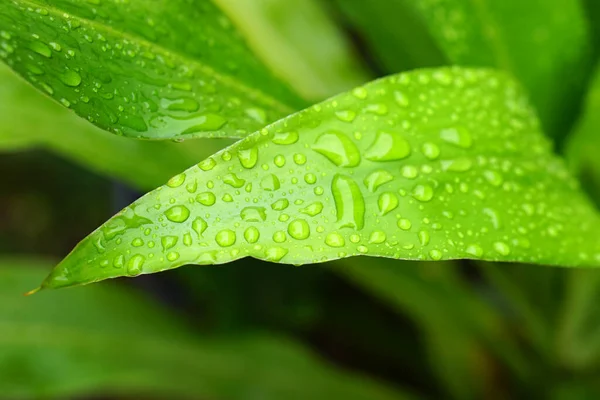 Water Droplets Leaves Nature Background Rain — Fotografia de Stock
