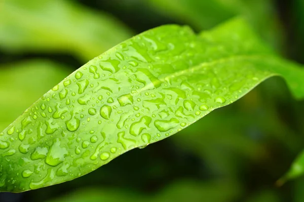 Vatten Droppar Löv Natur Bakgrund Efter Regn — Stockfoto