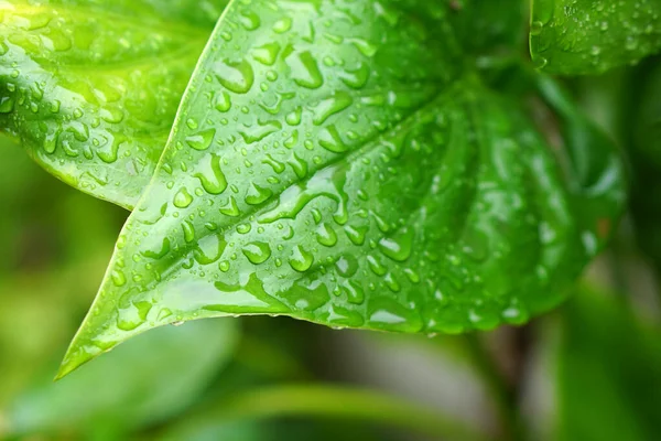 Water Droplets Leaves Nature Background Rain — Fotografia de Stock
