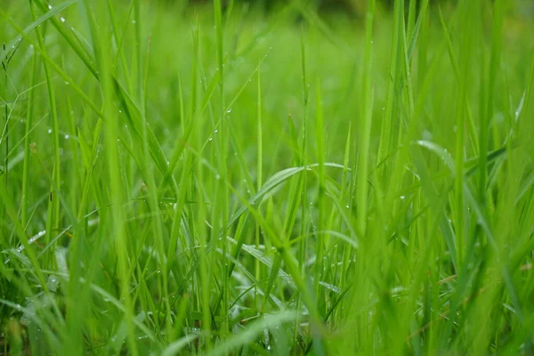 Green Grass Background Rainy Season — 스톡 사진