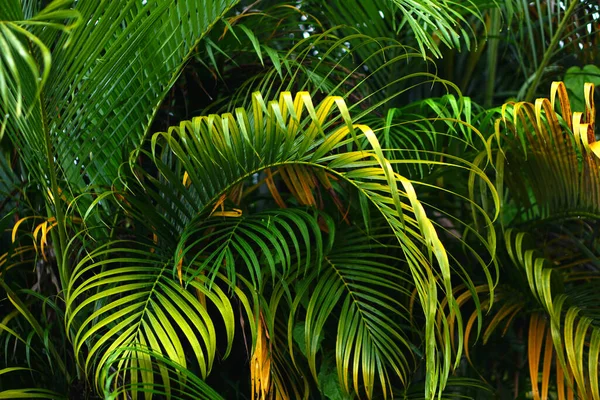 Green Yellow Betel Leaf Background — стоковое фото