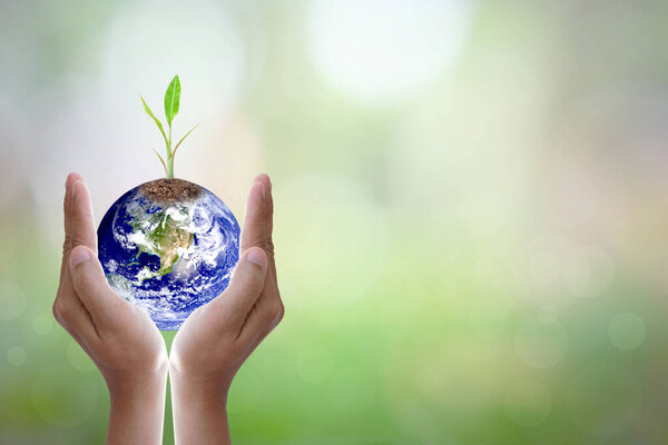 Human hand holding  tree and world on blurred nature background.World environment day.