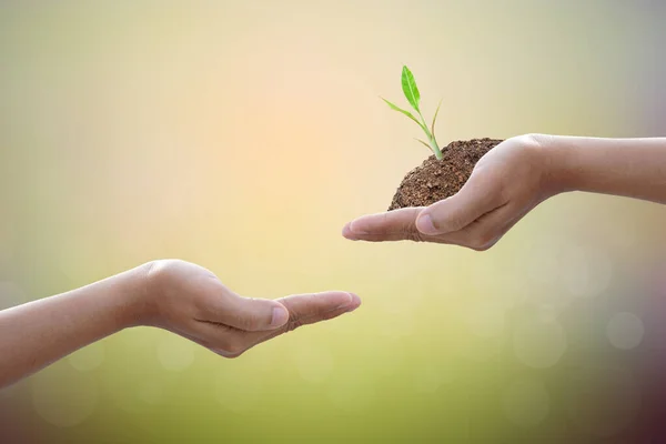 Love World Ideas Hand Give Tree Nature Background — Stock Photo, Image
