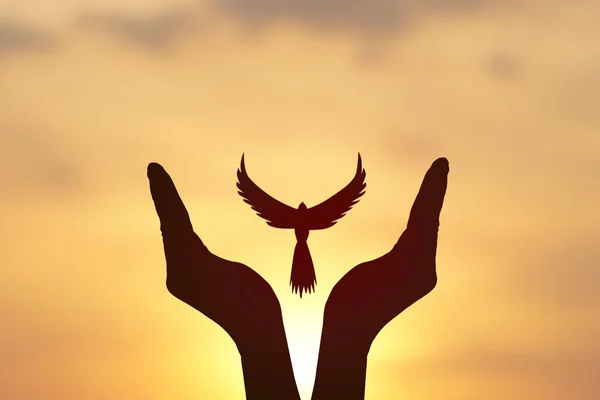 Concept Freedom Shadow Dove Flies Human Hand Golden Sun Background — Foto de Stock