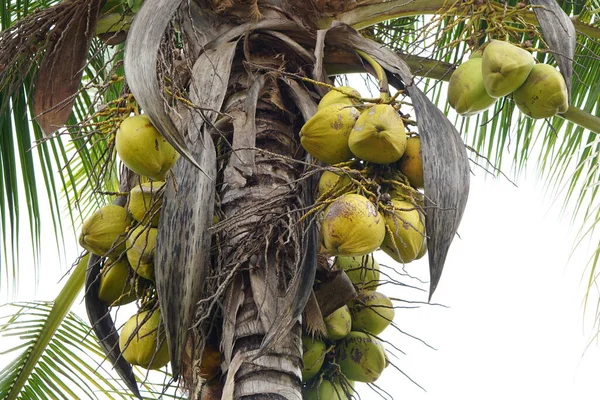 Old Coconut Tree Ready Eat — Stock Fotó