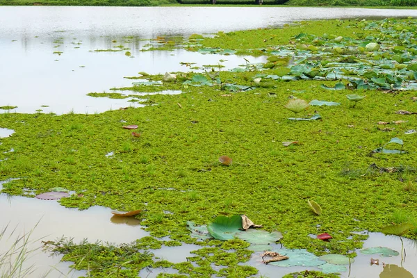 river weeds covered on the water surface