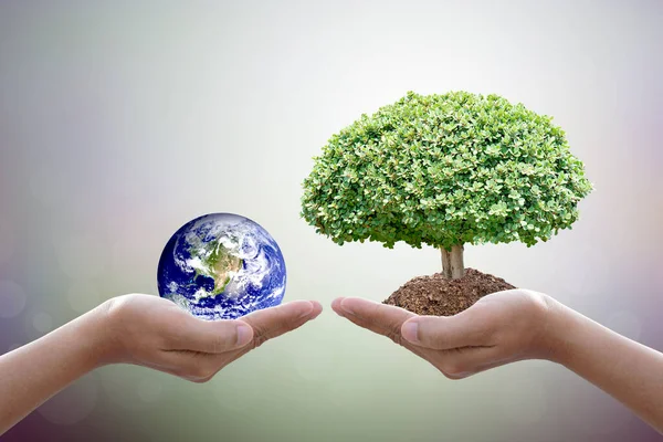 Εθνική Ετήσια Ημέρα Φροντίδας Δέντρων Παγκόσμια Ημέρα Περιβάλλοντος Ανθρώπινο Χέρι — Φωτογραφία Αρχείου