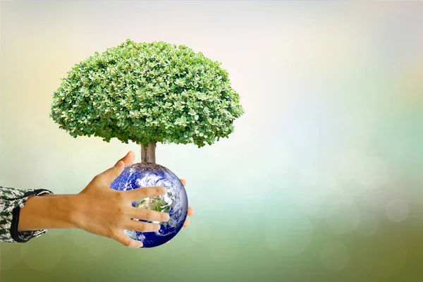 National Annual Tree Care Day World Environment Day Human Hand — Stock Photo, Image