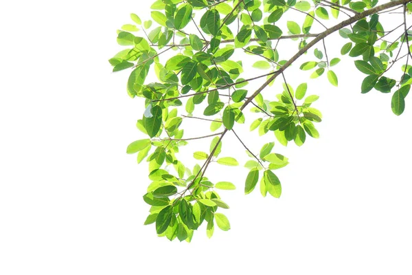 Hojas Verdes Sobre Fondo Blanco — Foto de Stock