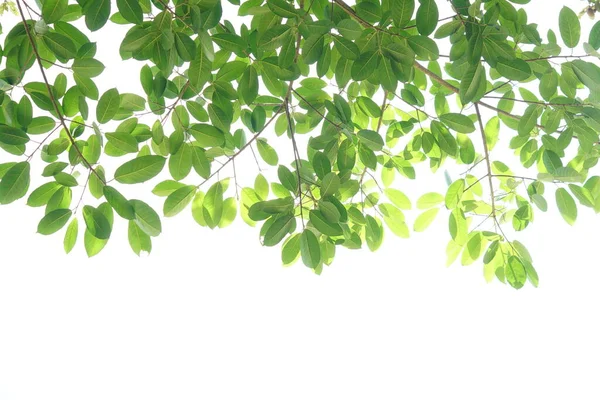 Groene Bladeren Een Witte Achtergrond — Stockfoto