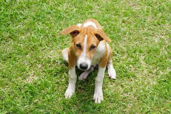 Szczęśliwy Pies Zielonej Trawie — Zdjęcie stockowe