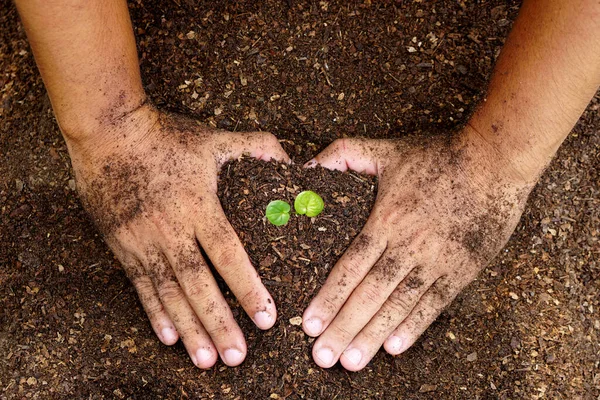 Closeup Hand Person Holding Abundance Soil Young Plant Hand Agriculture — Stock Photo, Image