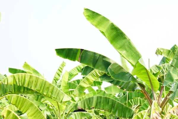 Friss Zöld Banán Levél Elszigetelt Fehér Background — Stock Fotó