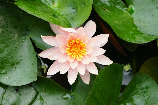 Pink Lotus River — Stock Photo, Image